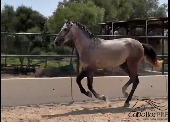 3,5 jähriger PRE Schimmel hengst mit tollen elastischen Bewegungen - 1.70 m, Thomas Adams (Caballos PRE), Pferd kaufen, Bell, Abbildung 5