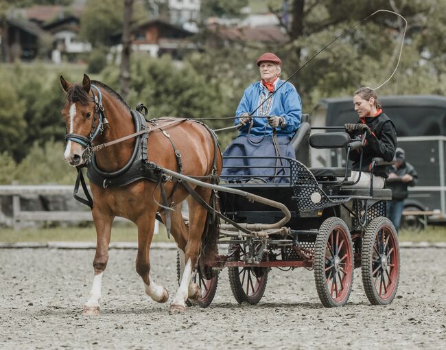 3,5jährige braune Freibergerstute, Bernet, Konie na sprzedaż, Serneus, Image 4