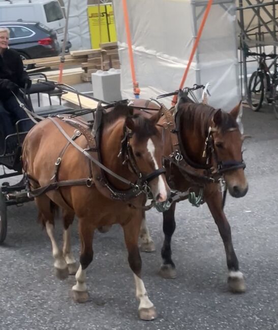 3,5jährige braune Freibergerstute, Bernet, Konie na sprzedaż, Serneus, Image 5