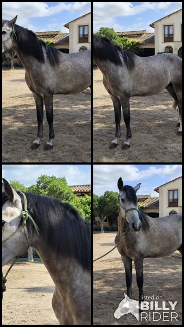 3,5 jähriger PRE Hengst - Fer Bonachon - direkt vom Züchter, Thomas Adams (Caballos PRE), Horses For Sale, Bell, Image 5