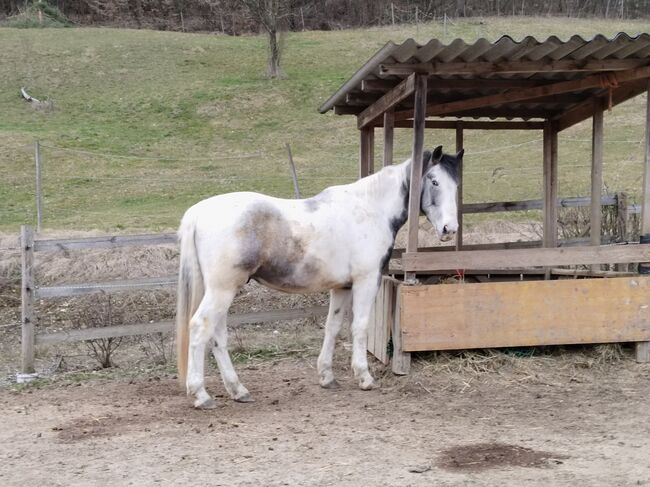 3,5 jähriger Wallach von Waterman, Konstantina , Horses For Sale, Gössendorf