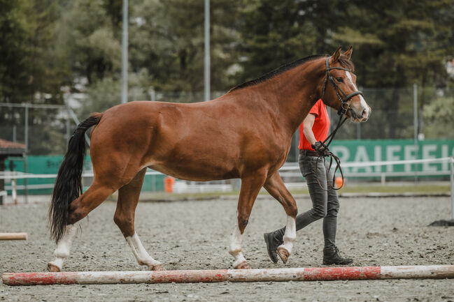 3,5jährige braune Freibergerstute, Bernet, Horses For Sale, Serneus, Image 2
