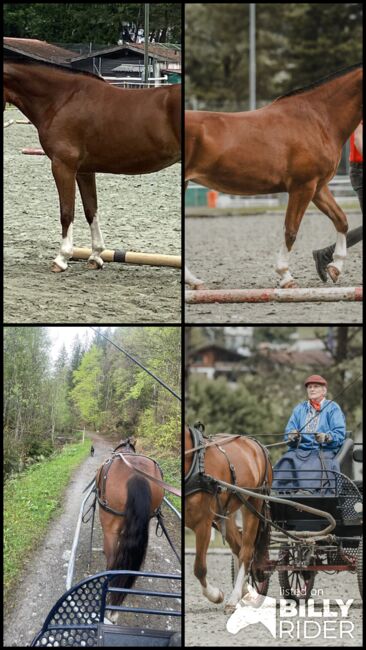 3,5jährige braune Freibergerstute, Bernet, Horses For Sale, Serneus, Image 10