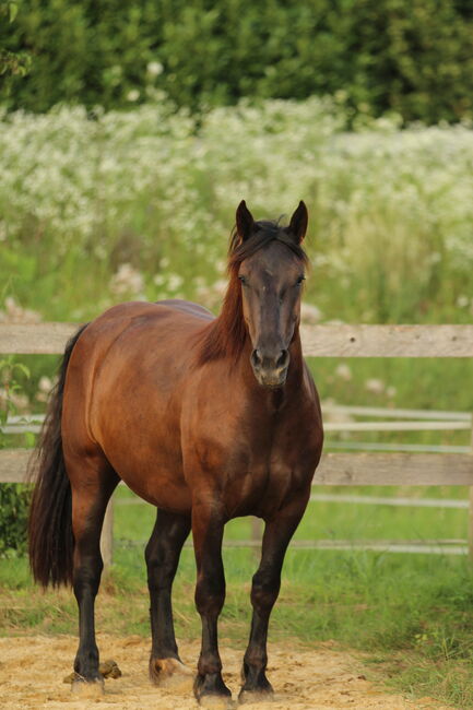 3,5 jährige Noriker Rappstute, angeritten, Sandy Roloff, Horses For Sale, Waldshut-Tiengen, Image 2