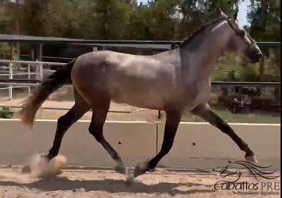 3,5 jähriger PRE Schimmel hengst mit tollen elastischen Bewegungen - 1.70 m, Thomas Adams (Caballos PRE), Konie na sprzedaż, Bell, Image 6