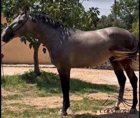3,5 jähriger PRE Schimmel hengst mit tollen elastischen Bewegungen - 1.70 m, Thomas Adams (Caballos PRE), Konie na sprzedaż, Bell, Image 2