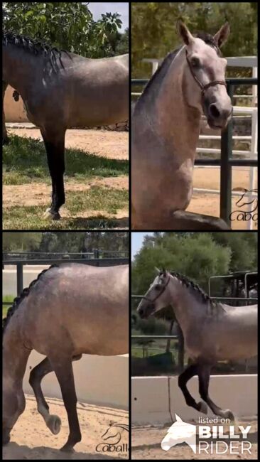 3,5 jähriger PRE Schimmel hengst mit tollen elastischen Bewegungen - 1.70 m, Thomas Adams (Caballos PRE), Konie na sprzedaż, Bell, Image 8
