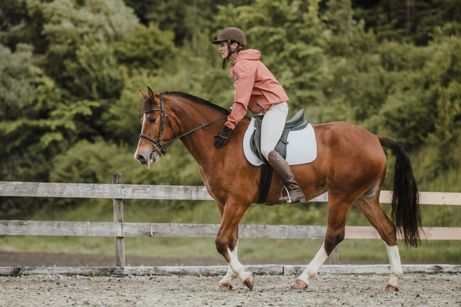 3,5jährige braune Freibergerstute, Bernet, Horses For Sale, Serneus, Image 8