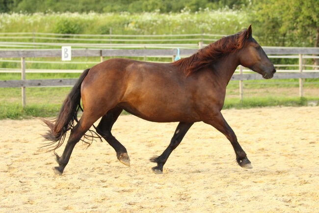 3,5 jährige Noriker Rappstute, angeritten, Sandy Roloff, Horses For Sale, Waldshut-Tiengen, Image 7