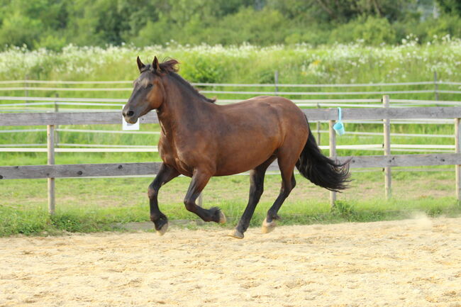 3,5 jährige Noriker Rappstute, angeritten, Sandy Roloff, Horses For Sale, Waldshut-Tiengen, Image 6