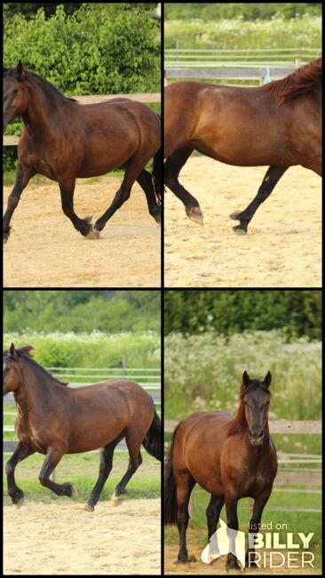 3,5 jährige Noriker Rappstute, angeritten, Sandy Roloff, Horses For Sale, Waldshut-Tiengen, Image 8