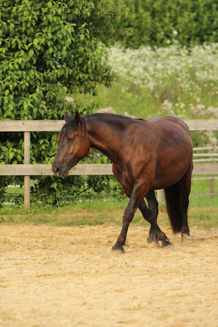 3,5 jährige Noriker Rappstute, angeritten, Sandy Roloff, Horses For Sale, Waldshut-Tiengen, Image 3