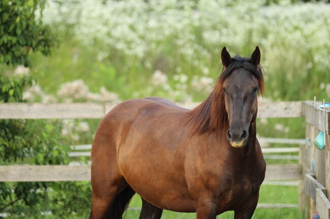 3,5 jährige Noriker Rappstute, angeritten, Sandy Roloff, Horses For Sale, Waldshut-Tiengen, Image 5