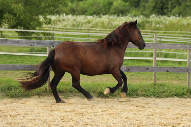 3,5 jährige Noriker Rappstute, angeritten, Sandy Roloff, Horses For Sale, Waldshut-Tiengen, Image 4