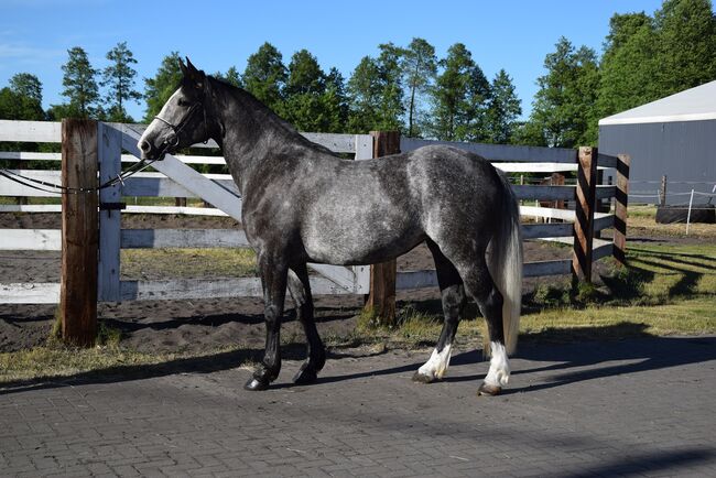 3,5-jährige Polnische Warmblut Schimmelstute, 1,63 Stm, Klara, Horses For Sale, Chelmno