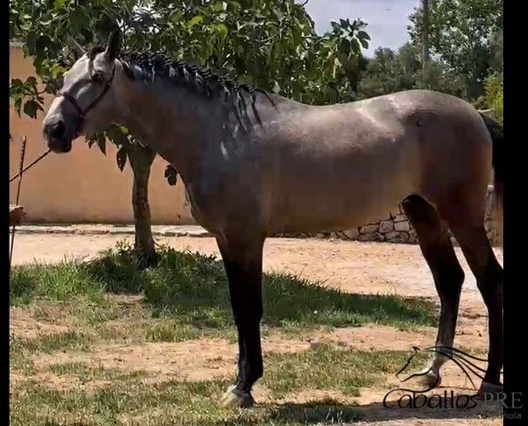3,5 jähriger PRE Schimmel hengst mit tollen elastischen Bewegungen - 1.70 m, Thomas Adams (Caballos PRE), Horses For Sale, Bell