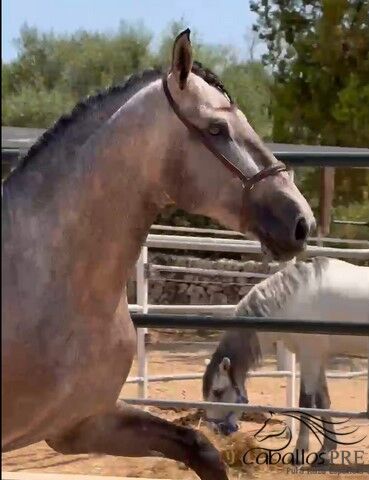 3,5 jähriger PRE Schimmel hengst mit tollen elastischen Bewegungen - 1.70 m, Thomas Adams (Caballos PRE), Horses For Sale, Bell, Image 4