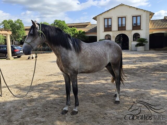 3,5 jähriger PRE Hengst - Fer Bonachon - direkt vom Züchter, Thomas Adams (Caballos PRE), Horses For Sale, Bell, Image 2