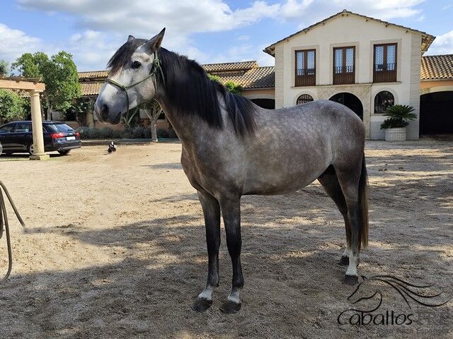 3,5 jähriger PRE Hengst - Fer Bonachon - direkt vom Züchter, Thomas Adams (Caballos PRE), Horses For Sale, Bell
