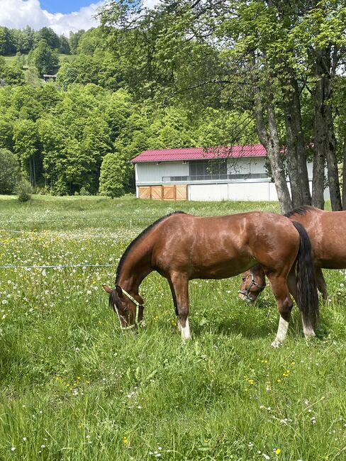 3,5jährige braune Freibergerstute, Bernet, Pferd kaufen, Serneus, Abbildung 7