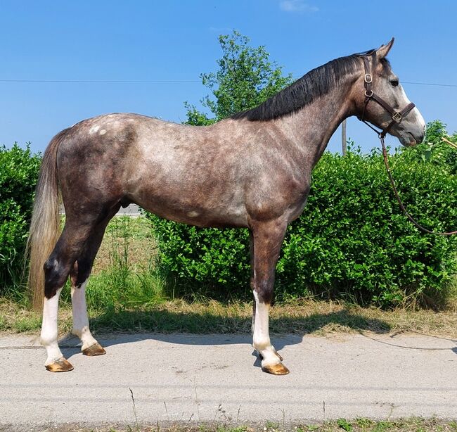 3 yo old stallion 170 stcik, Roland, Pferd kaufen, Szarvas, Abbildung 6