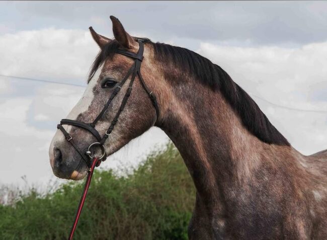 3 yo old stallion 170 stcik, Roland, Pferd kaufen, Szarvas, Abbildung 4