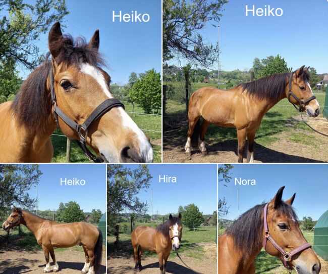 3 Pferde in Not - Schweiz, Silvia Ginter, Horses For Sale, Schönenberg
