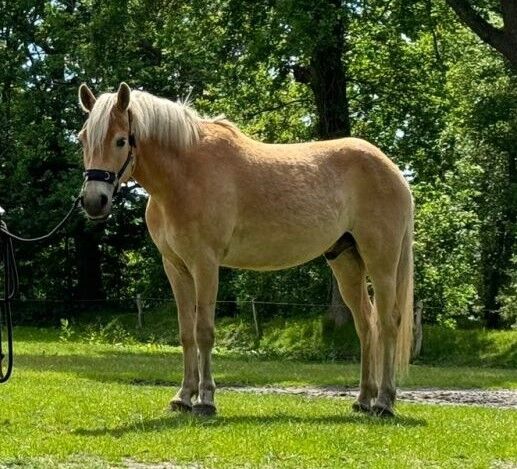 3 jähriger Haflinger Wallach v. Avicli van?t Steengoed x Stainz, Pferdevermittlung Leus (Pferdevermittlung Leus ), Horses For Sale, Goldelund, Image 3