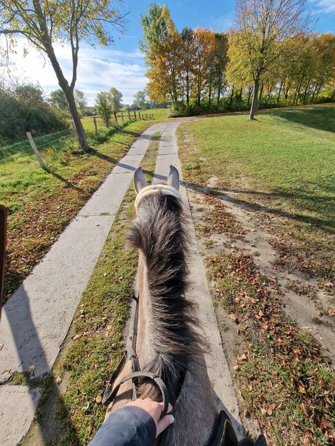 3 jährige Stute, Jassi , Horses For Sale, Gnoien, Image 3