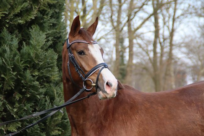 3 jährige Stute, Meyer, Horses For Sale, Lohne