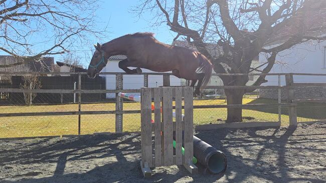 3 jährige Stute...Springlinie!, Barbara Granig, Horses For Sale, Unterwart