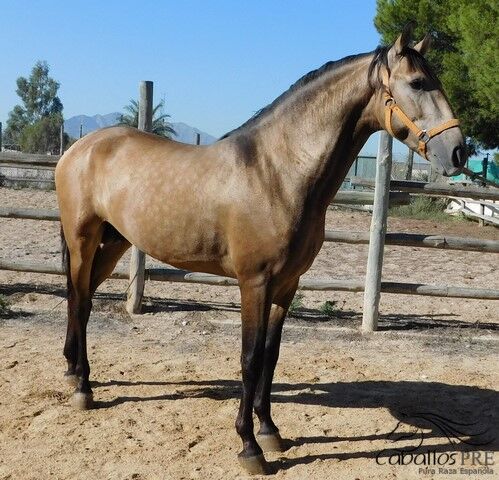 3 jähriger PRE Buckskin Hengst - 1.60 m - vom Züchter, Thomas Adams (Caballos PRE), Horses For Sale, Bell, Image 7