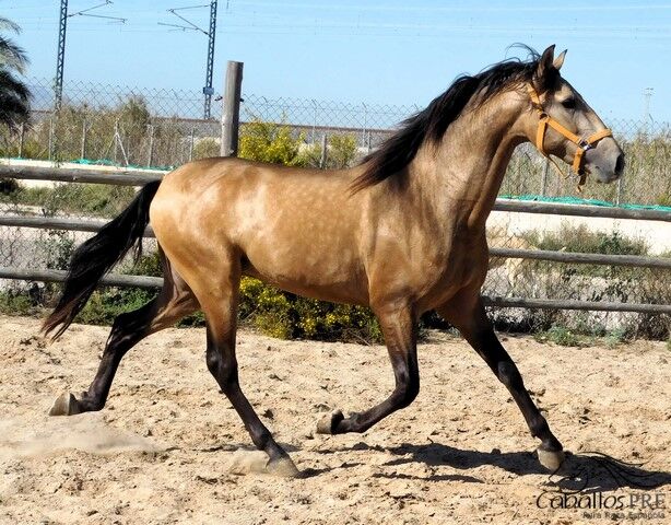 3 jähriger PRE Buckskin Hengst - 1.60 m - vom Züchter, Thomas Adams (Caballos PRE), Horses For Sale, Bell, Image 4