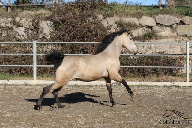 3 jähriger PRE Buckskin Hengst - direkt vom Züchter, Thomas Adams (Caballos PRE), Horses For Sale, Bell, Image 3