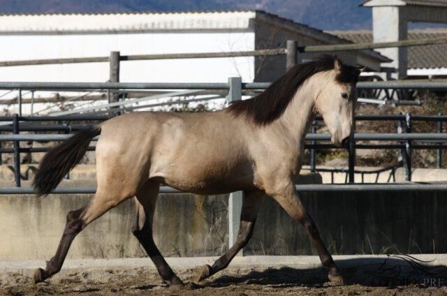 3 jähriger PRE Buckskin Hengst - direkt vom Züchter, Thomas Adams (Caballos PRE), Horses For Sale, Bell, Image 9