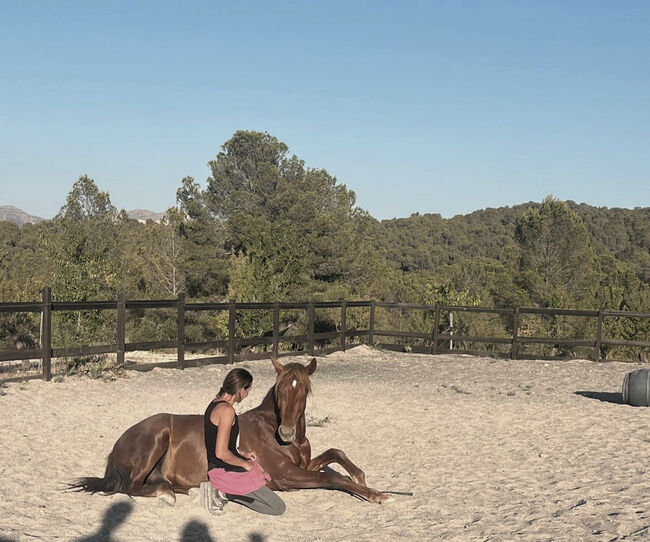 3 jähriger PRE Schokofuchs, Yeguada Trébol, Horses For Sale, Alcoy, Image 4