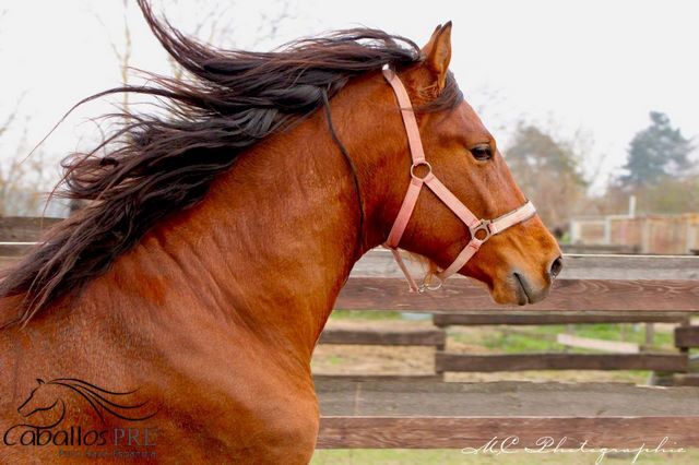 3 jähriger PRE Hengst - NADALES Abstammung, Thomas Adams (Caballos PRE), Horses For Sale, Bell, Image 2
