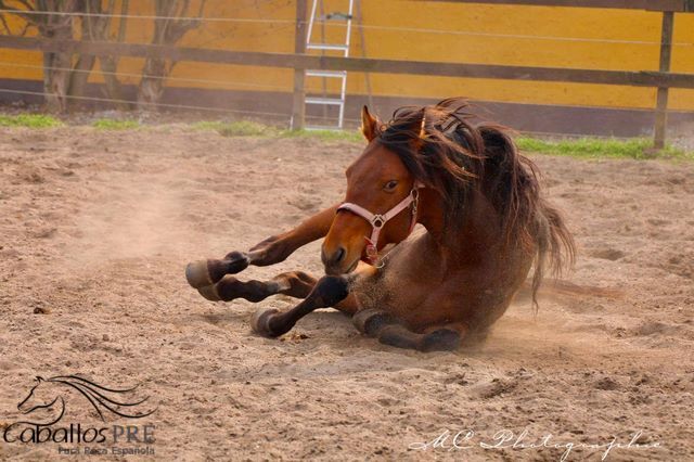 3 jähriger PRE Hengst - NADALES Abstammung, Thomas Adams (Caballos PRE), Horses For Sale, Bell, Image 3