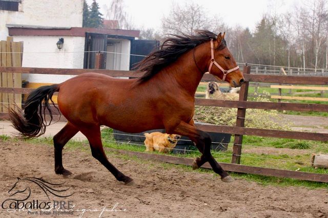 3 jähriger PRE Hengst - NADALES Abstammung, Thomas Adams (Caballos PRE), Horses For Sale, Bell, Image 4