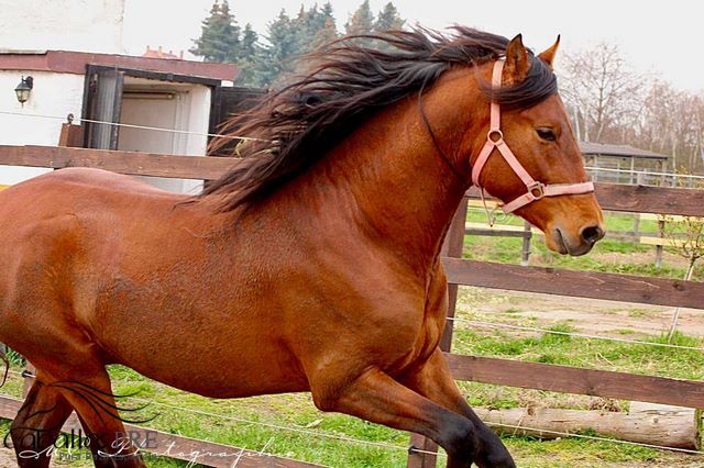 3 jähriger PRE Hengst - NADALES Abstammung, Thomas Adams (Caballos PRE), Horses For Sale, Bell, Image 5