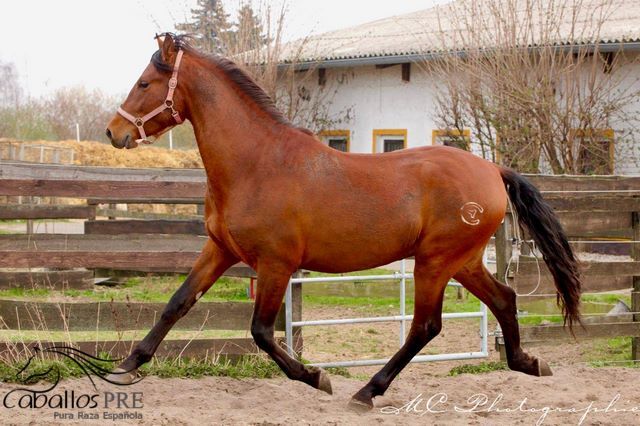 3 jähriger PRE Hengst - NADALES Abstammung, Thomas Adams (Caballos PRE), Horses For Sale, Bell, Image 6