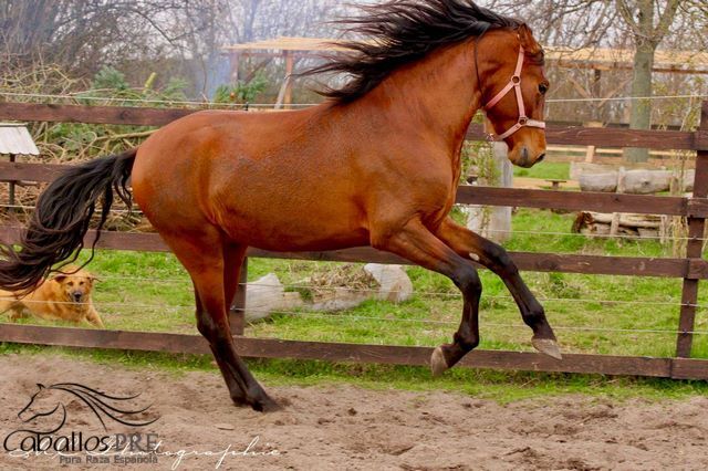 3 jähriger PRE Hengst - NADALES Abstammung, Thomas Adams (Caballos PRE), Horses For Sale, Bell, Image 7