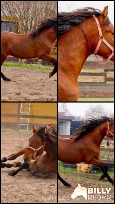 3 jähriger PRE Hengst - NADALES Abstammung, Thomas Adams (Caballos PRE), Horses For Sale, Bell, Image 11