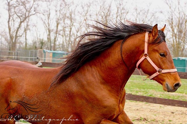 3 jähriger PRE Hengst - NADALES Abstammung, Thomas Adams (Caballos PRE), Horses For Sale, Bell, Image 8