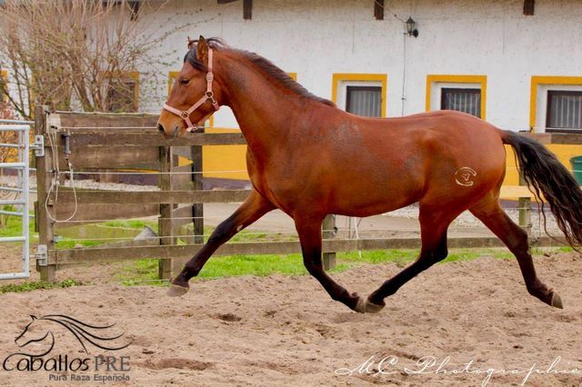 3 jähriger PRE Hengst - NADALES Abstammung, Thomas Adams (Caballos PRE), Horses For Sale, Bell, Image 9