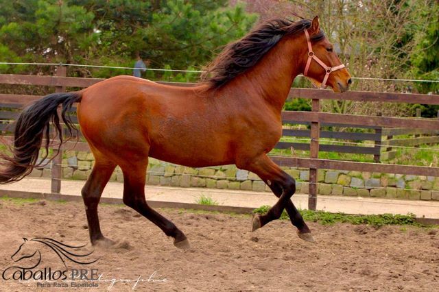 3 jähriger PRE Hengst - NADALES Abstammung, Thomas Adams (Caballos PRE), Horses For Sale, Bell, Image 10