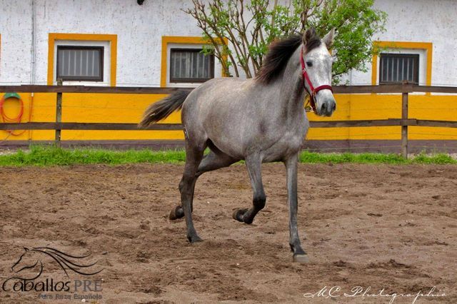 3 jährige PRE Stute - ca. 1.60 m - super liebes Mädchen, Thomas Adams (Caballos PRE), Horses For Sale, Bell, Image 7
