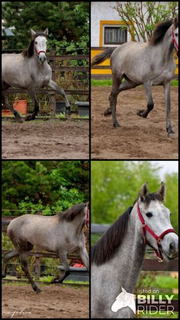 3 jährige PRE Stute - ca. 1.60 m - super liebes Mädchen, Thomas Adams (Caballos PRE), Horses For Sale, Bell, Image 8