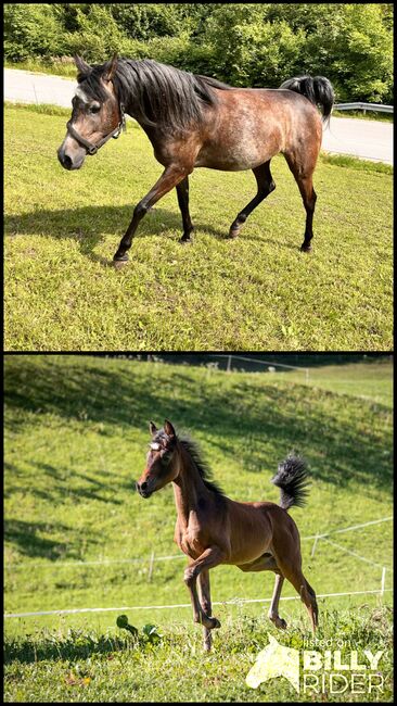 3-jährige Vollblutaraber Stute, Anneliese Steinauer, Horses For Sale, Opponitz, Image 3