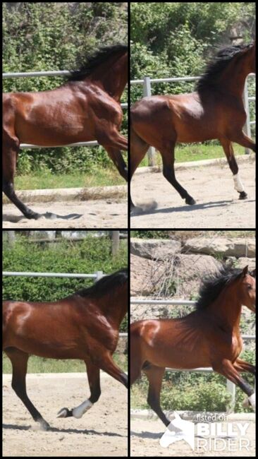 3 jähr. PRE Hengst - aktuell ca. 1.70 m - hervorragende Bewegungen, Thomas Adams (Caballos PRE), Pferd kaufen, Bell, Abbildung 10